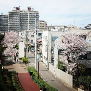 The streets of #tokyo are looking its best thanks to the #sakura trees